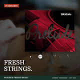 D'Addario Prelude J810 Violin String Set 4/4 Medium Tension from Picker's Friend Music in Athens Tennessee